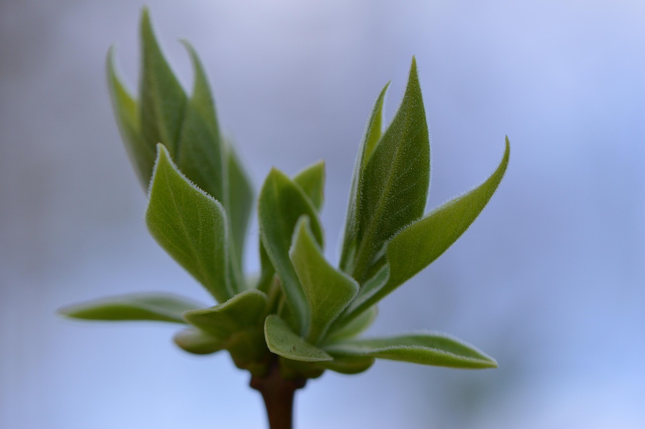 芽 植物 自然 - Pixabay上的免费照片 - Pixabay