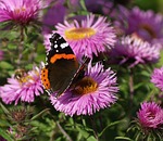 butterfly, astra, rusalka