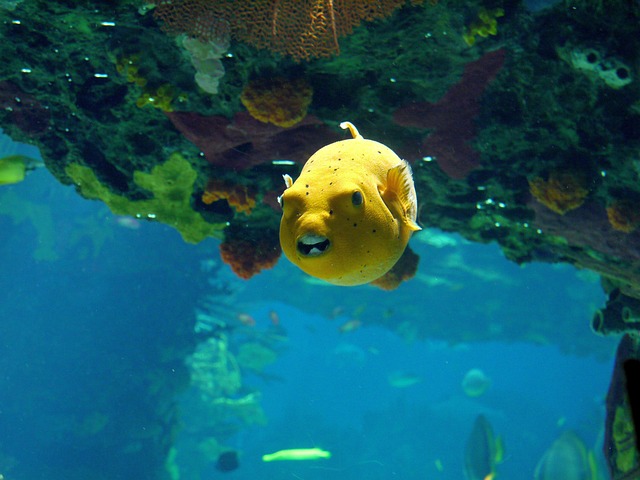 Free Aquarium Fish photo and picture