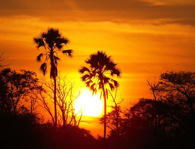 Free Sunset Trees photo and picture