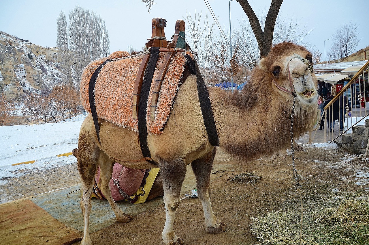 Camel Animal Mammal · Free photo on Pixabay