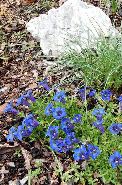 Free Flower Garden photo and picture