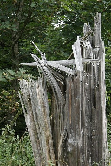 Free Nature Tree photo and picture