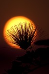 sun, sunset, sky