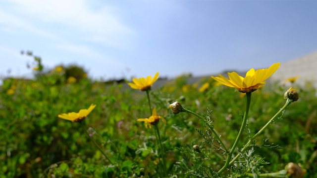 Free Flowers Daisies photo and picture