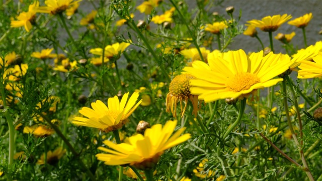 Free Flowers Daisies photo and picture