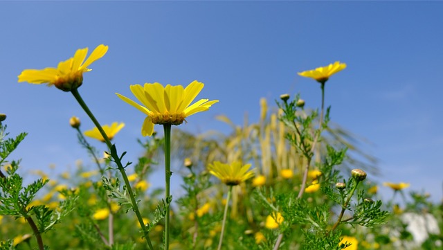 Free Flowers Spring photo and picture