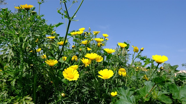 Free Spring Flowers photo and picture