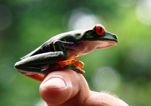 Free Frog Red-Eyed photo and picture