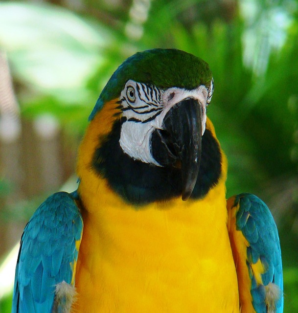 Free Macaw Parrot photo and picture