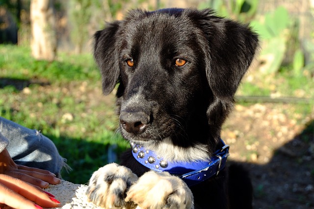Free Dog Animals photo and picture