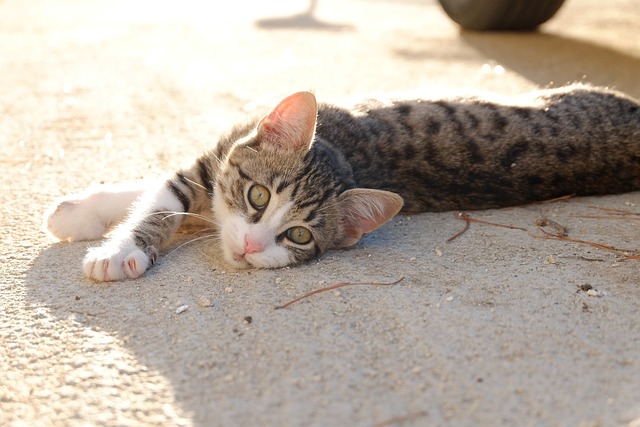 Free Cat Kitten photo and picture