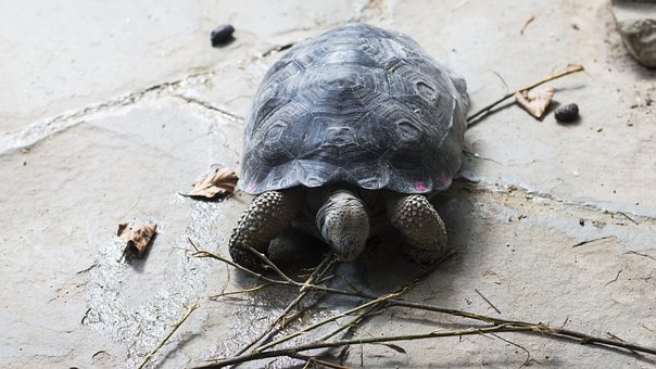 Free Turtle Tortuga photo and picture