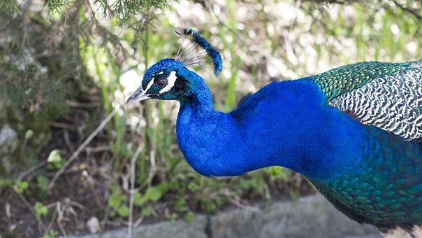 Free Animal Bird photo and picture