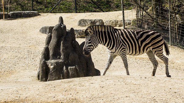 Free Zebra Animal photo and picture