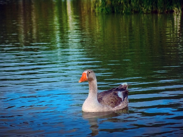 Free Duck Lake photo and picture