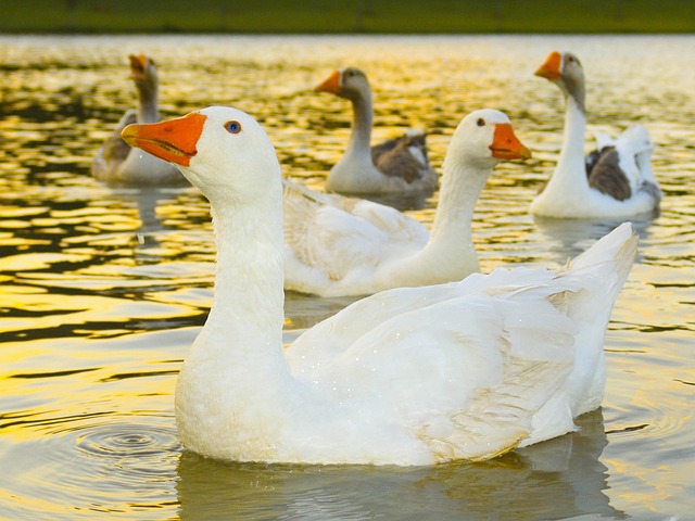 Free Ducks Lake photo and picture
