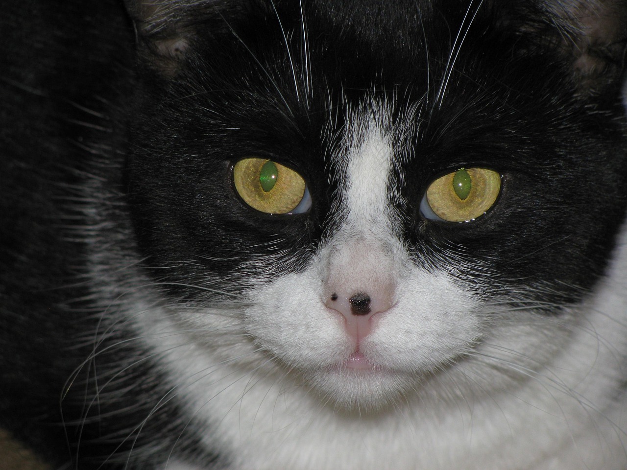 Cat Glare Animal Free photo on Pixabay Pixabay