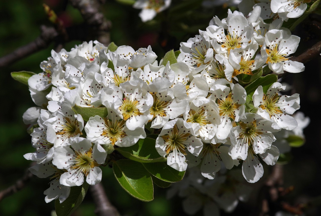 Blossom Pear Spring - Free photo on Pixabay - Pixabay
