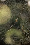 web, spider, trap