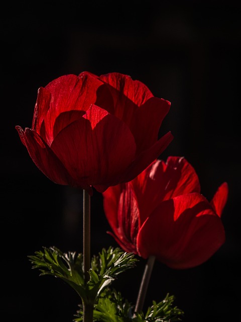 Blume, Blumentapete, Blüte