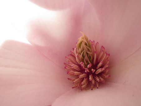 Magnolia, Magnolia Blomst
