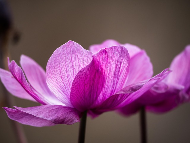 Anemone, Blume, Blüte, Natur