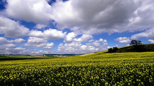 Raps, Rapsfeld, Frühling