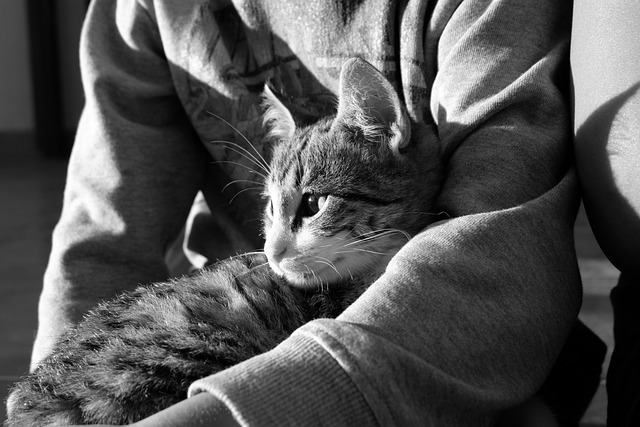 Free Cat Animal photo and picture