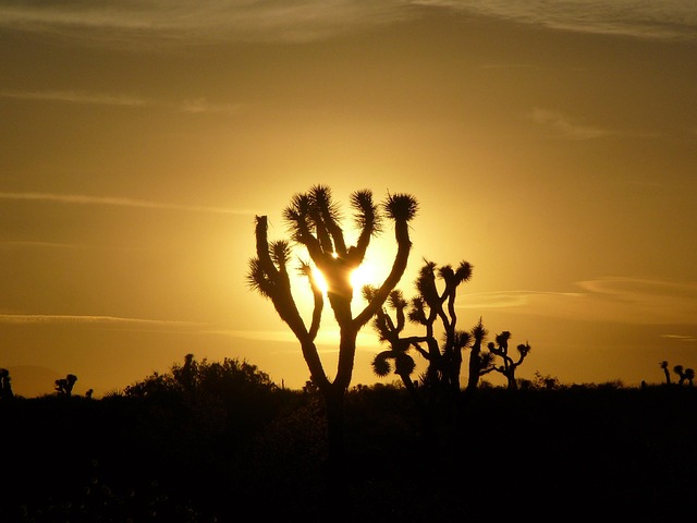 Free Sunset Horizon photo and picture