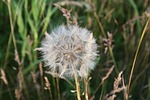 dandelion, flower, nature