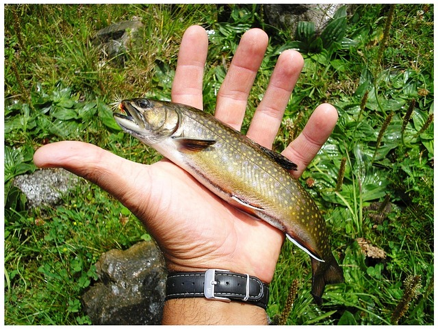 Free Trout Fishing photo and picture