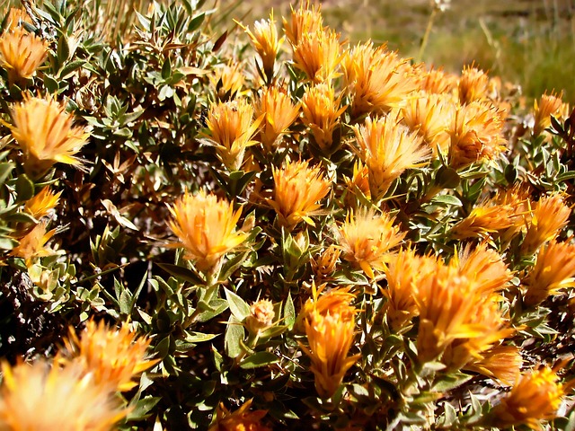 Free Flowers Wild photo and picture