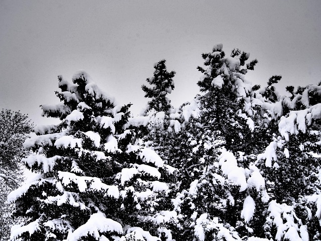 Bäume, Schnee, Winter, Grau, Kalt