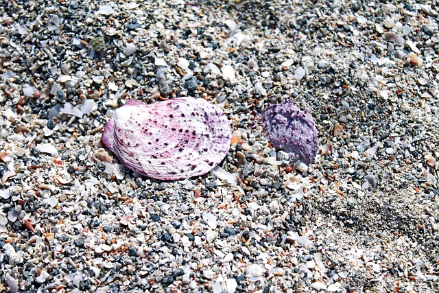 Free Seashell Sand photo and picture