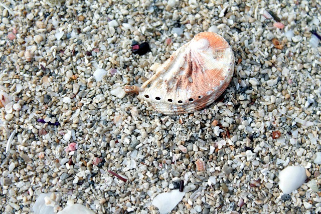 Free Seashell Beach photo and picture