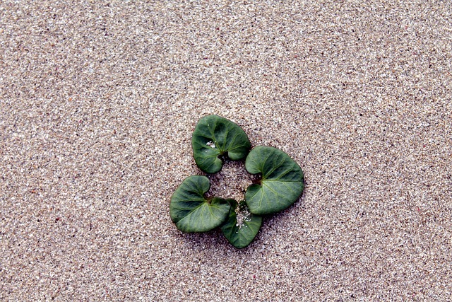 Free Sand Leaves photo and picture