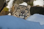 snow leopard, panthera uncia, zoo
