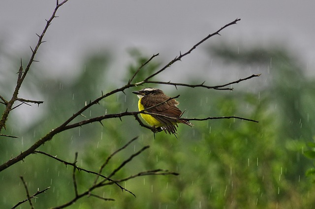 Free Kikiwi Guyana photo and picture