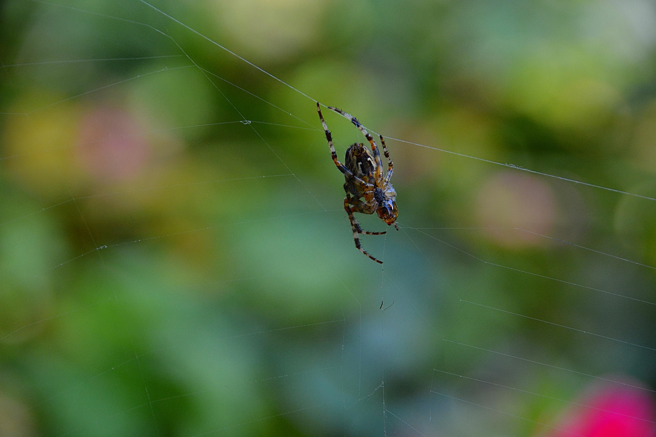 Araña Lona Insecto - Foto gratis en Pixabay