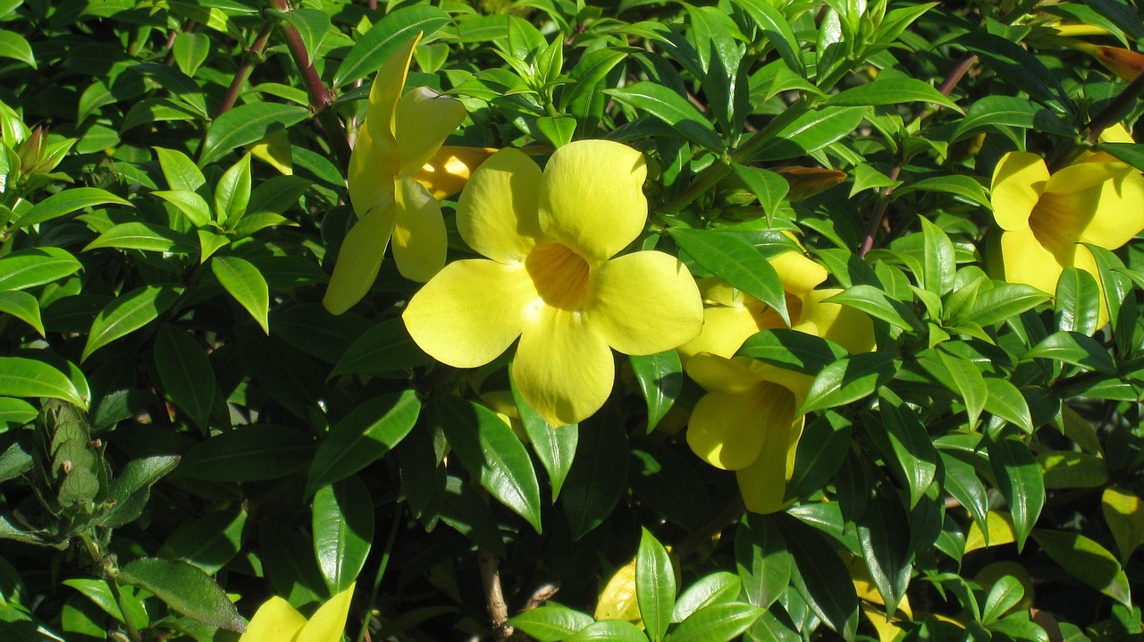 Easter Flower Flowers Free photo on Pixabay Pixabay
