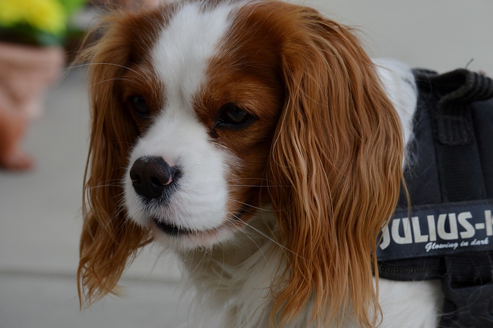 julius k9 cavalier king charles