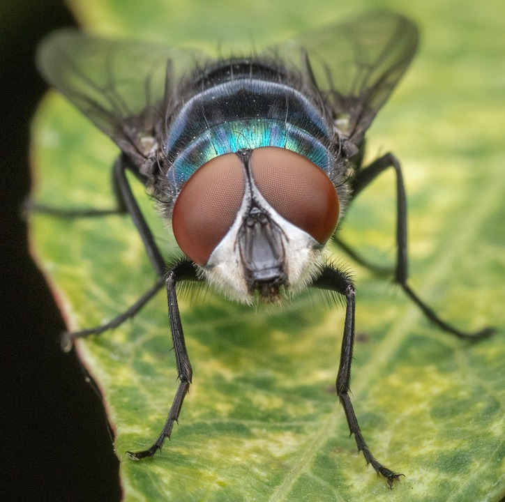 Macro Fly Insect Macro Fly Insect - Free photo on Pixabay - Pixabay
