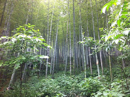 Nanshan, Bosque De Bambú, Mar De Bambú