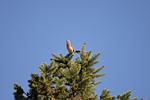mimus thenca, tench, bird