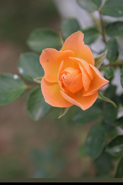 Free Rose Plant photo and picture