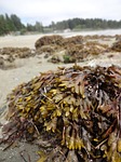 seaweed, ucluelet, vancouver island