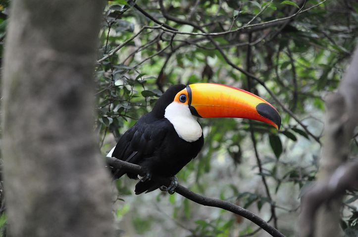 超过2 张关于 大嘴鳥 和 動物 的免费图片 超过2 张关于 大嘴鳥 和 動物 的免费图片