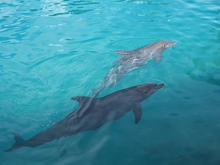 Free Dolphins Water photo and picture