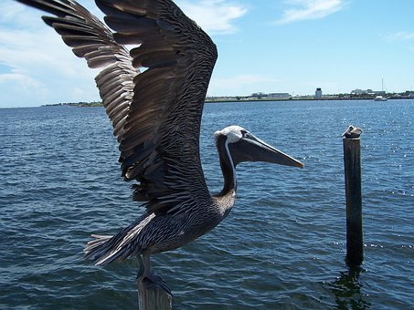 Free Pelican Bird photo and picture